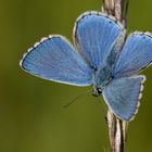 Himmelblauer Bläuling