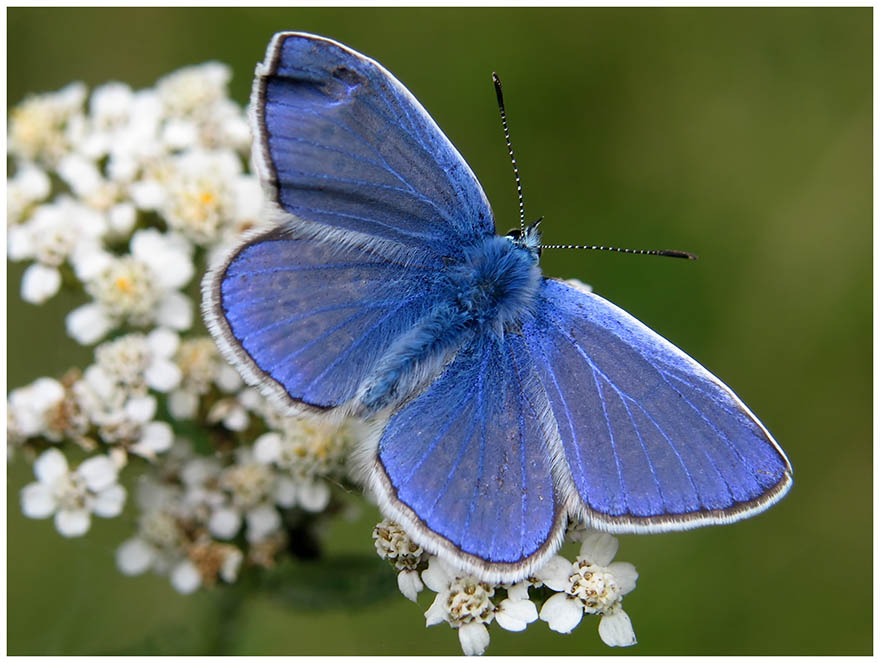 Himmelblauer Blaeuling