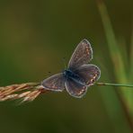 Himmelblauer Bläuling .....