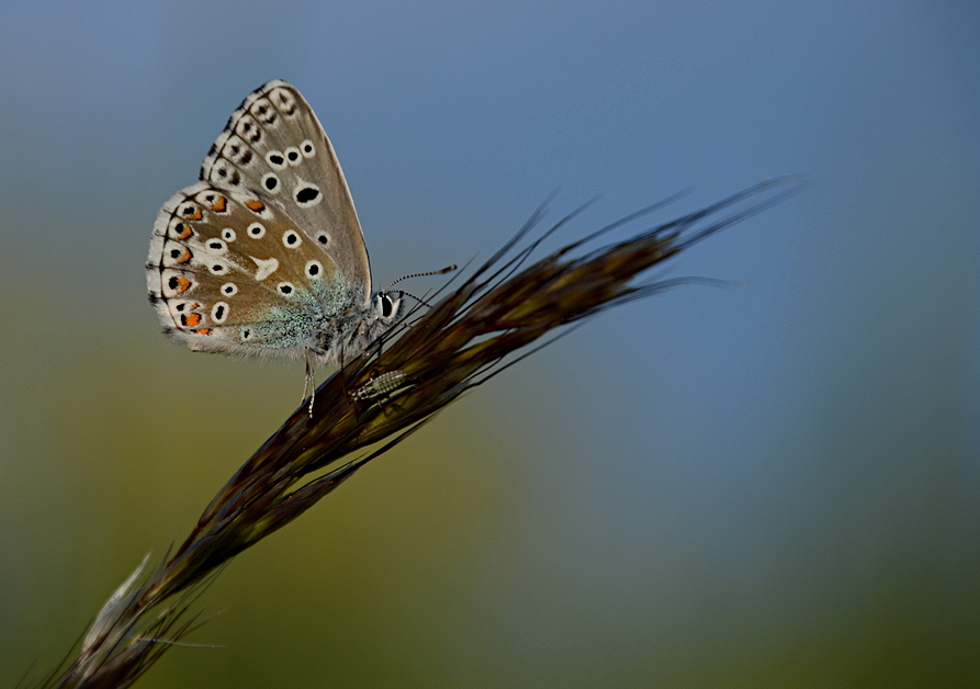 Himmelblauer Bläuling