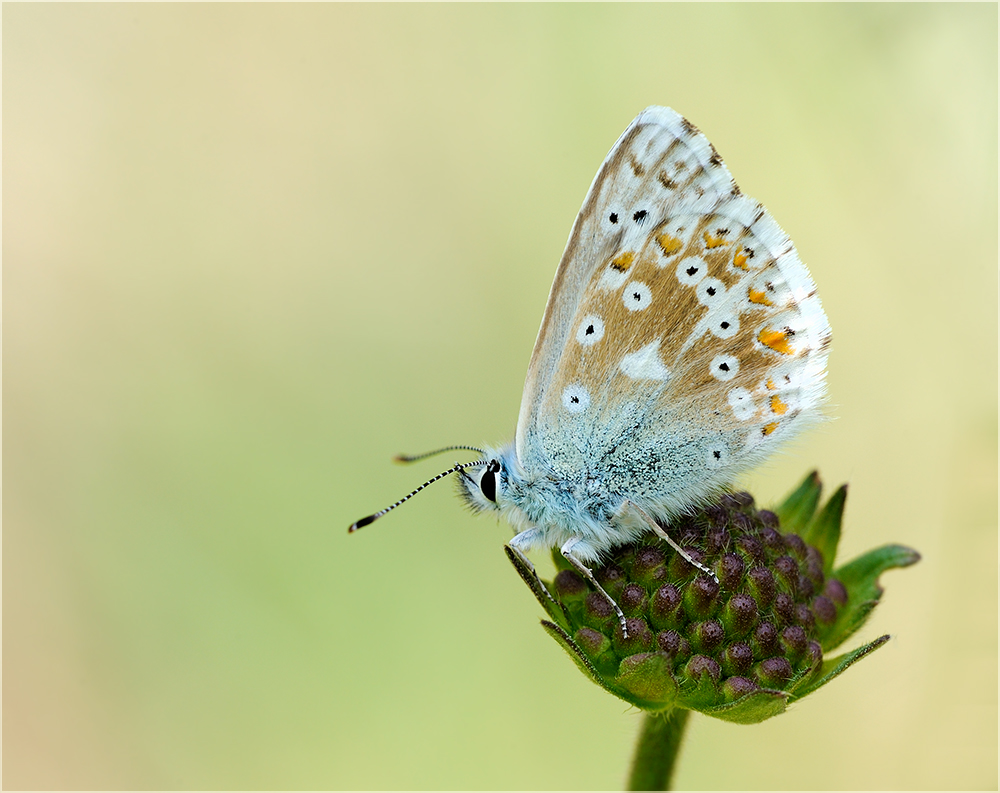 Himmelblauer Bläuling