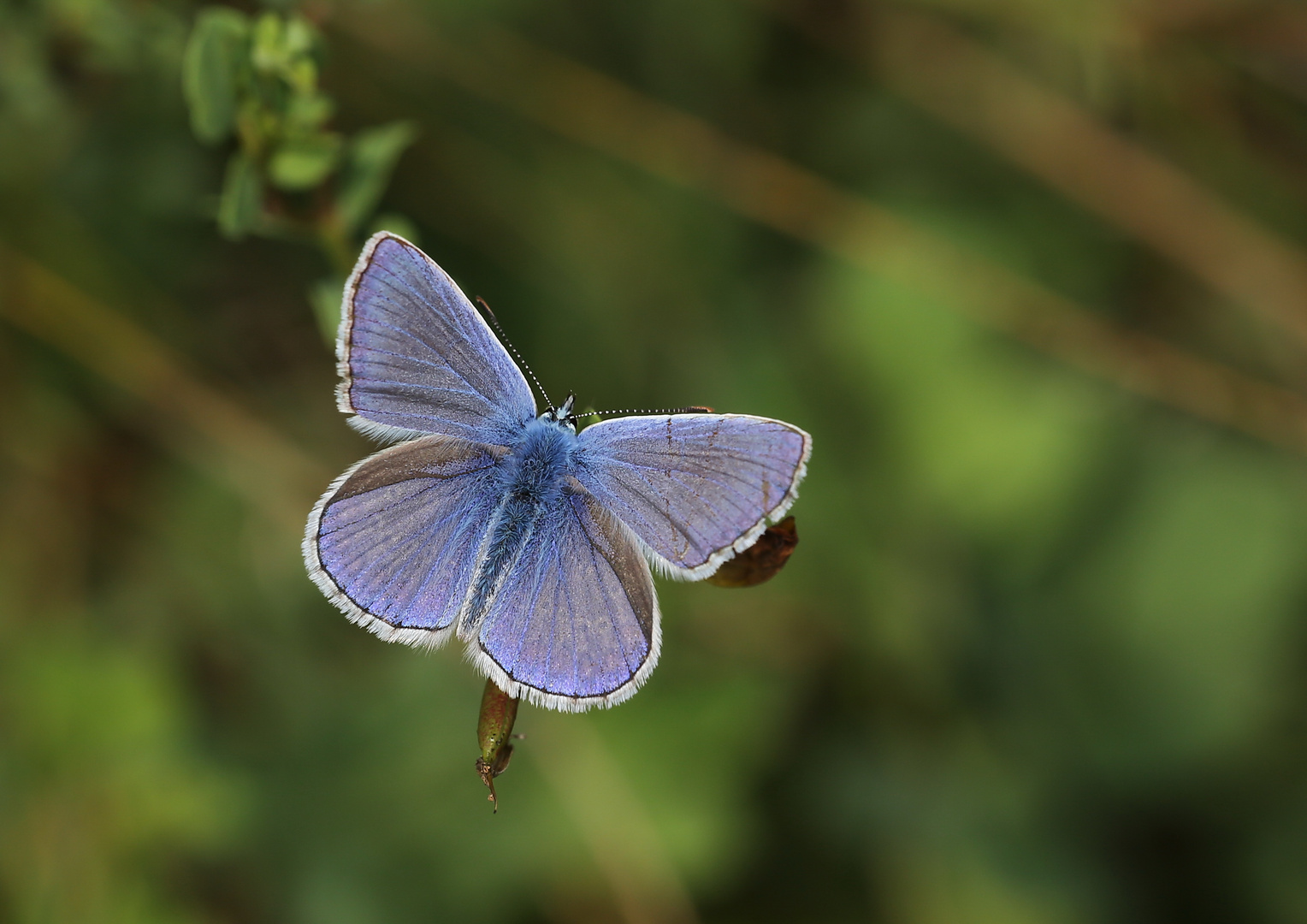 Himmelblauer Bläuling