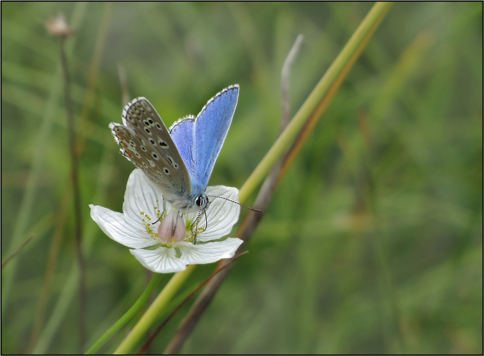 Himmelblauer Bläuling