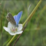 Himmelblauer Bläuling