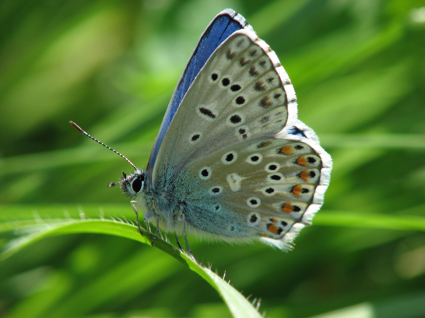 Himmelblauer Bläuling