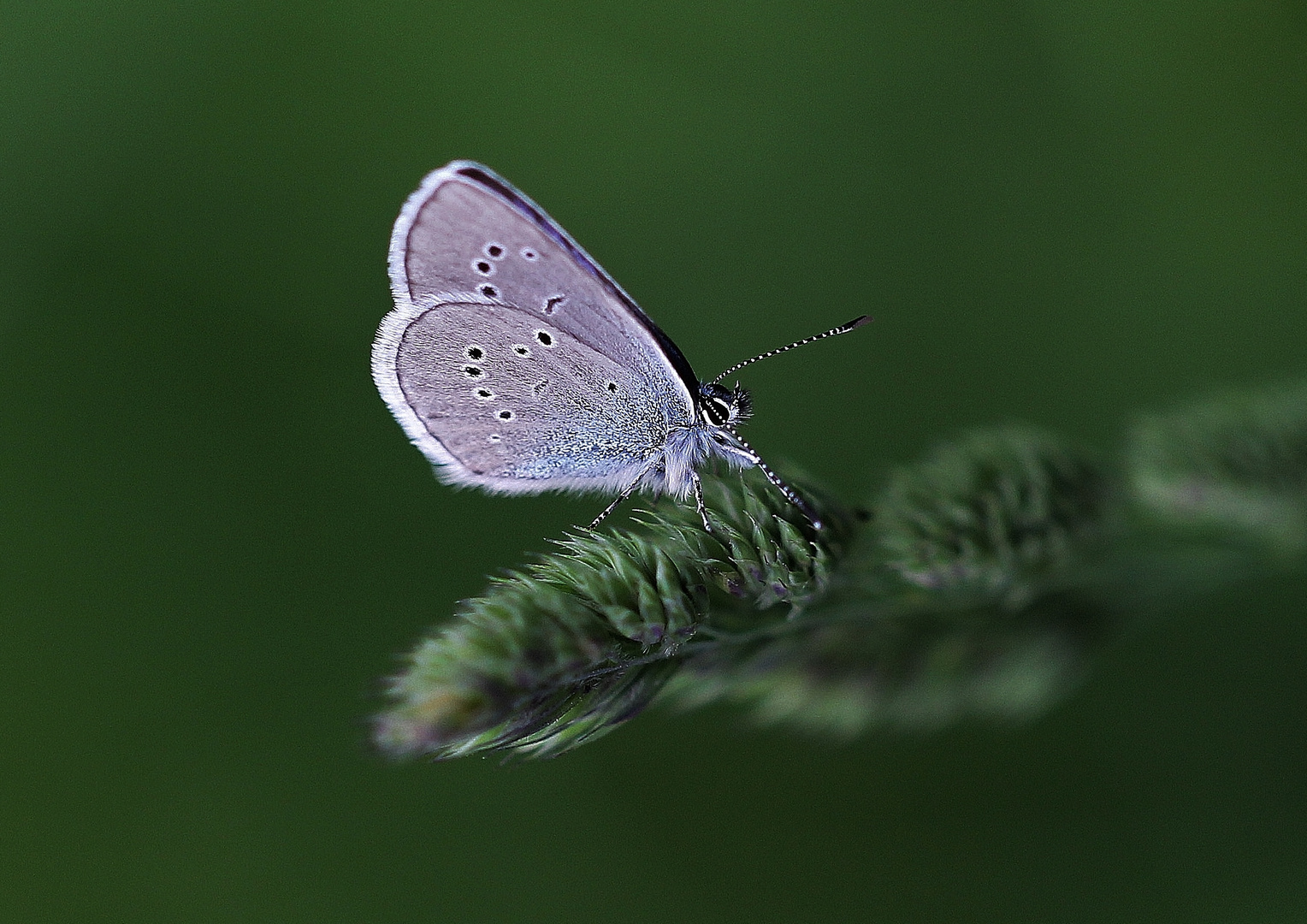 Himmelblauer Bläuling