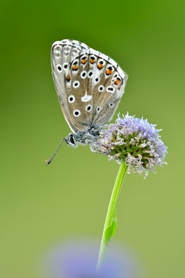 Himmelblauer Bläuling #3