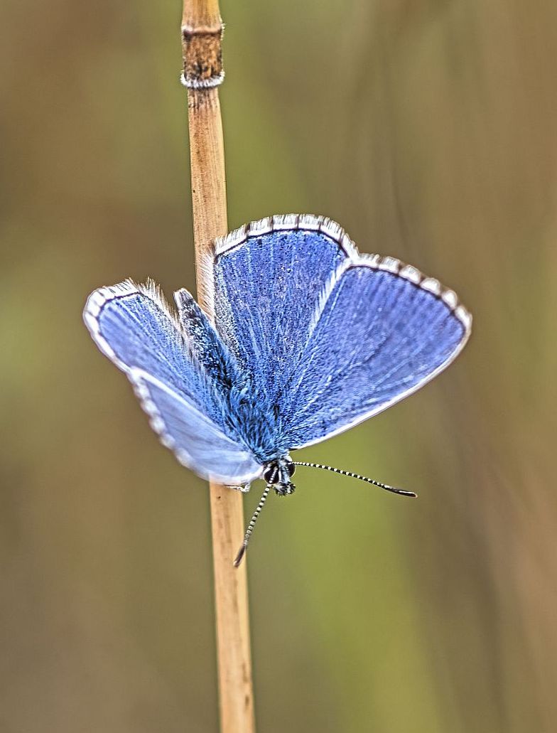 himmelblauer Bläuling