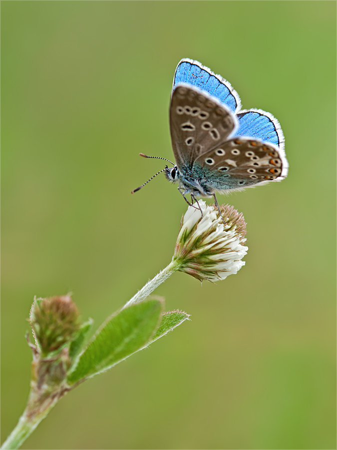 Himmelblauer Bläuling