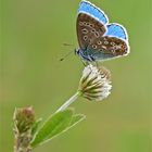 Himmelblauer Bläuling