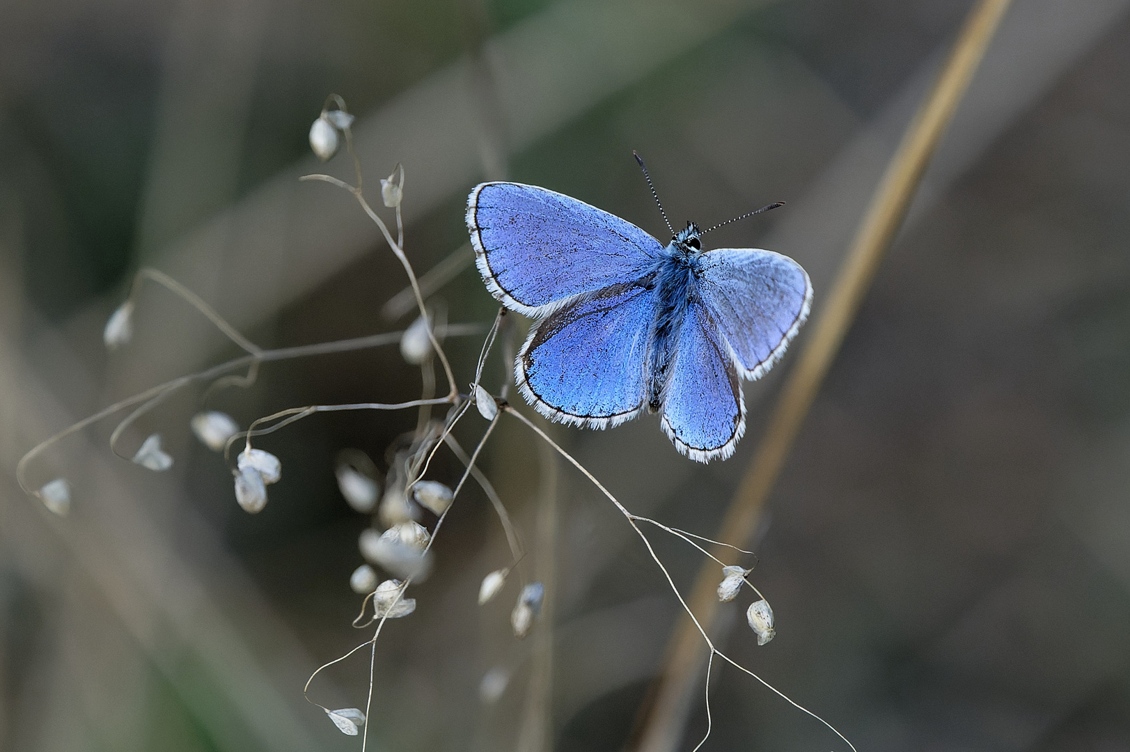 Himmelblauer Bläuling