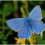 Himmelblauer Bläuling