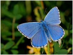 Himmelblauer Bläuling