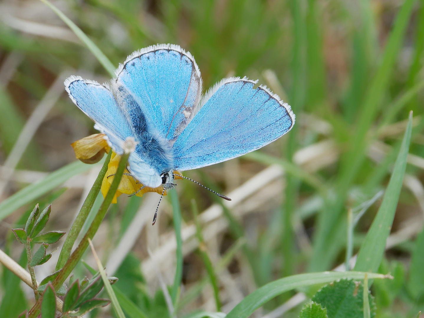 Himmelblauer Bläuling