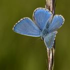 Himmelblauer Bläuling