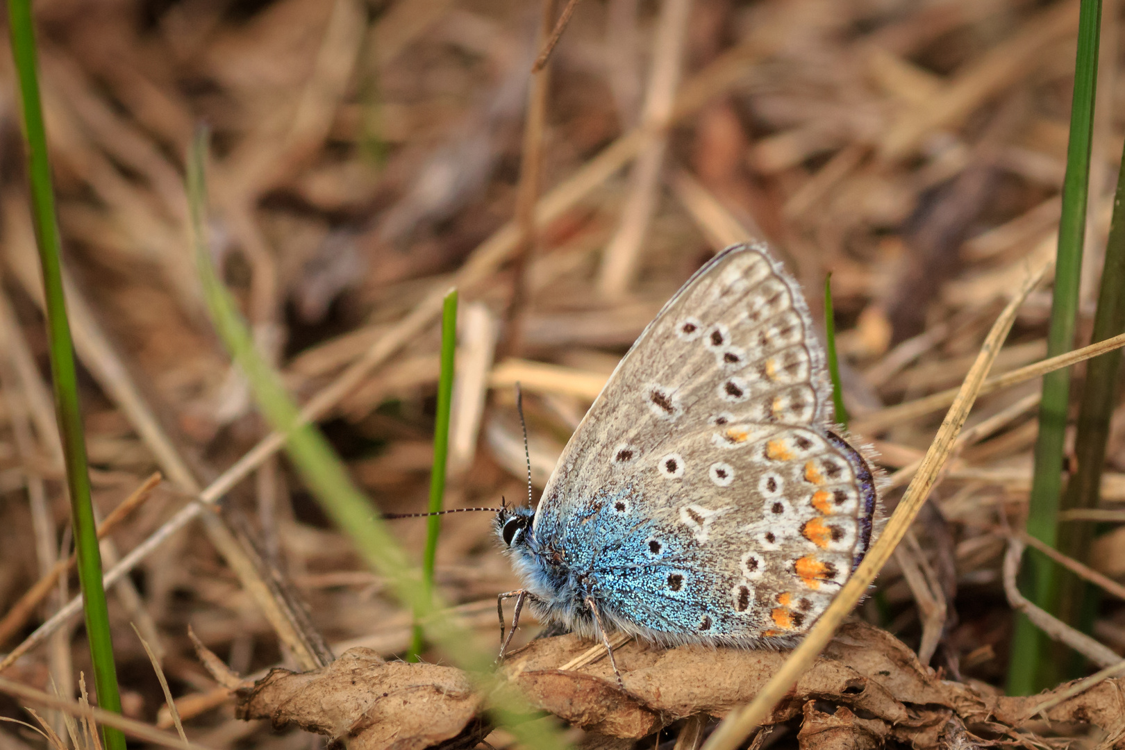 Himmelblauer Bläuling