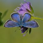 Himmelblauer Bläuling