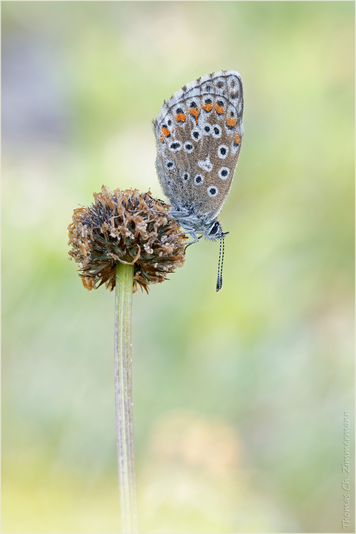 Himmelblauer Bläuling