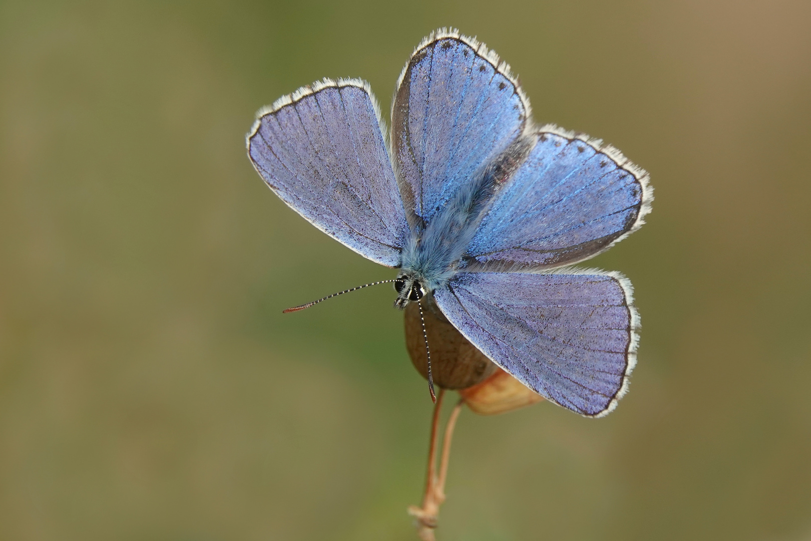 Himmelblauer Bläuling