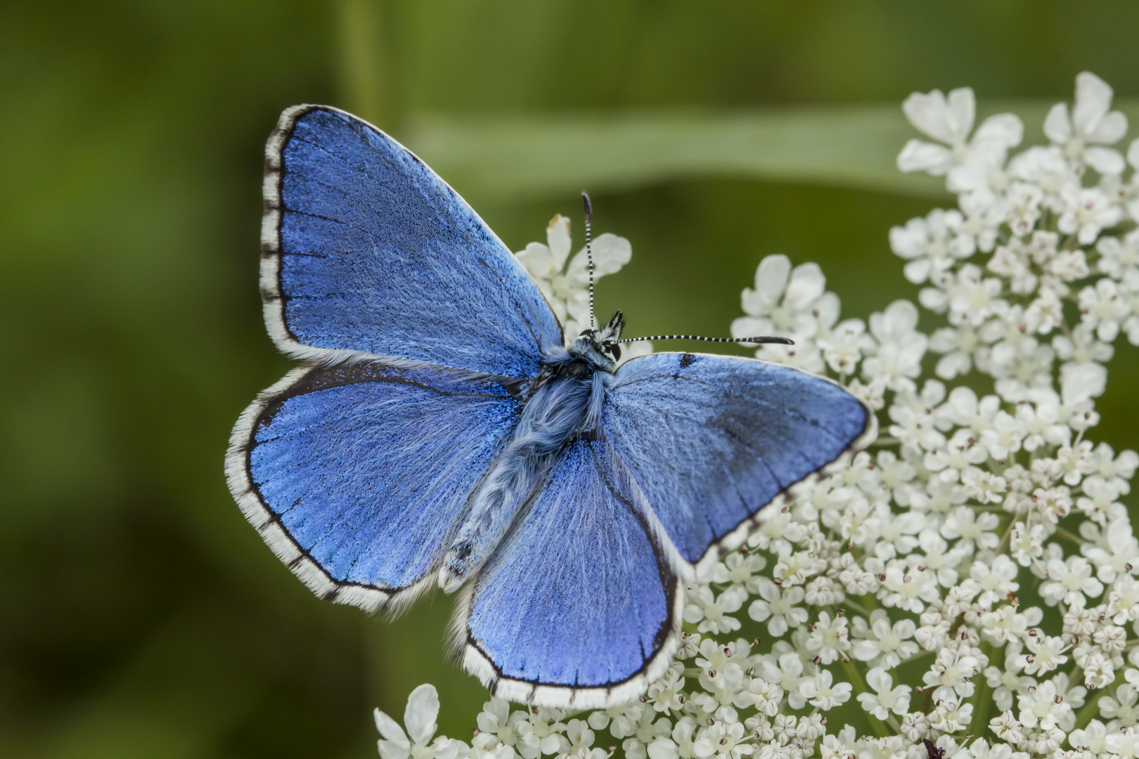 Himmelblauer Bläuling