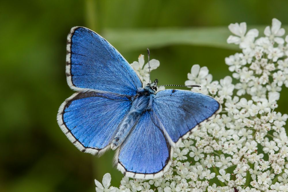 Himmelblauer Bläuling