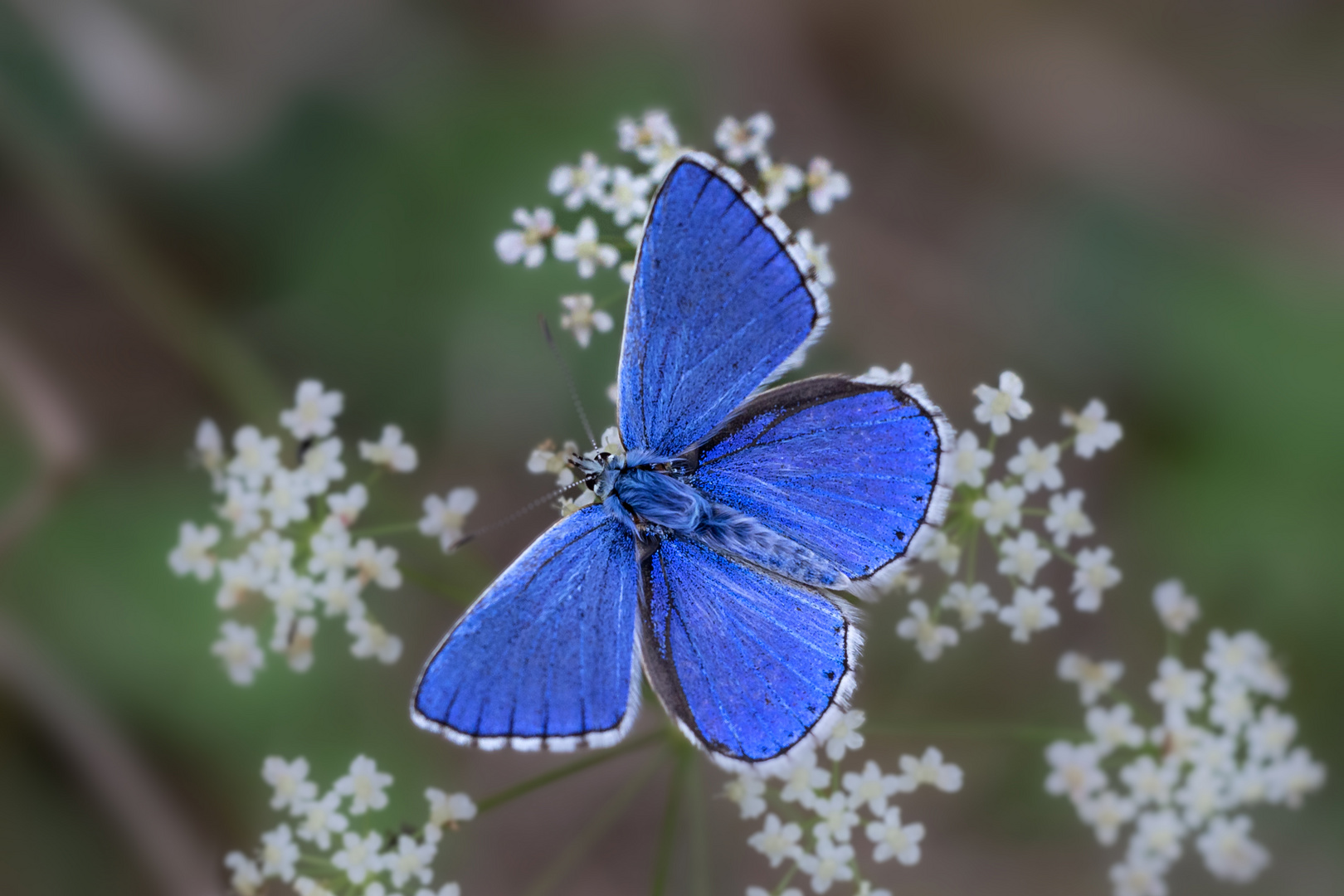 Himmelblauer Bläuling