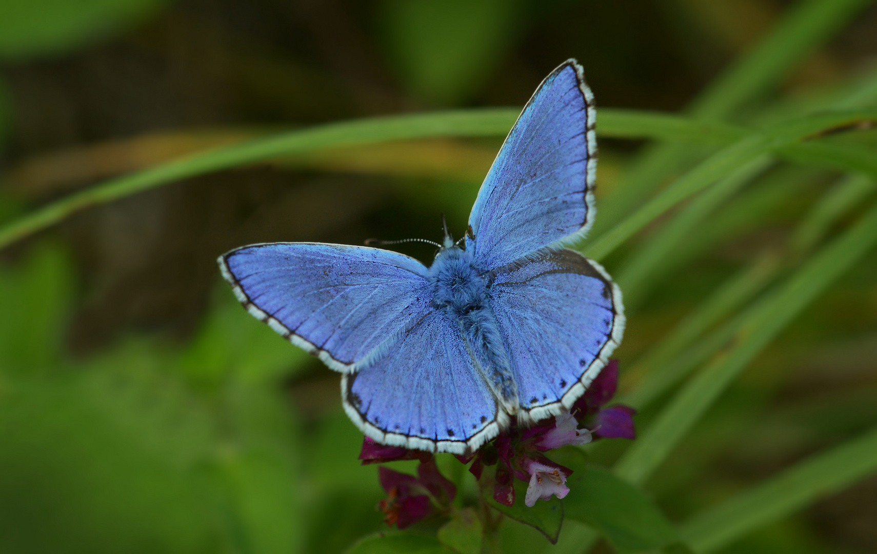 Himmelblauer Bläuling