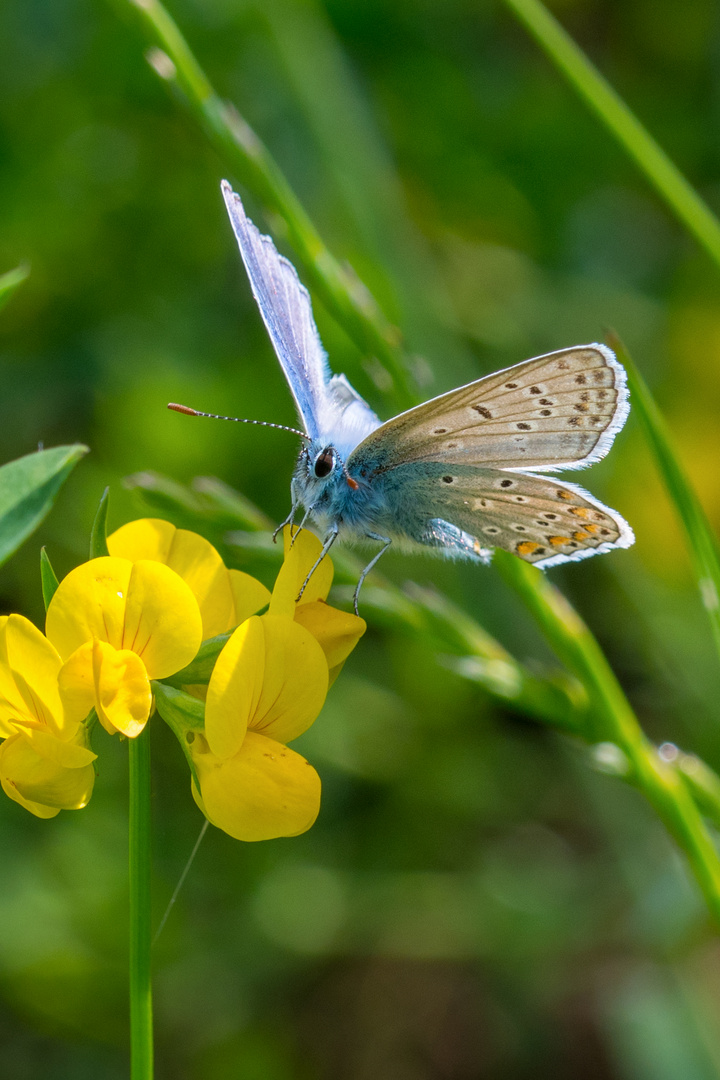 Himmelblauer Bläuling