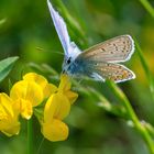 Himmelblauer Bläuling