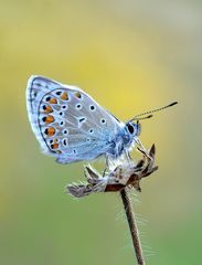 Himmelblauer Bläuling