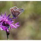 Himmelblauer Blaeuling