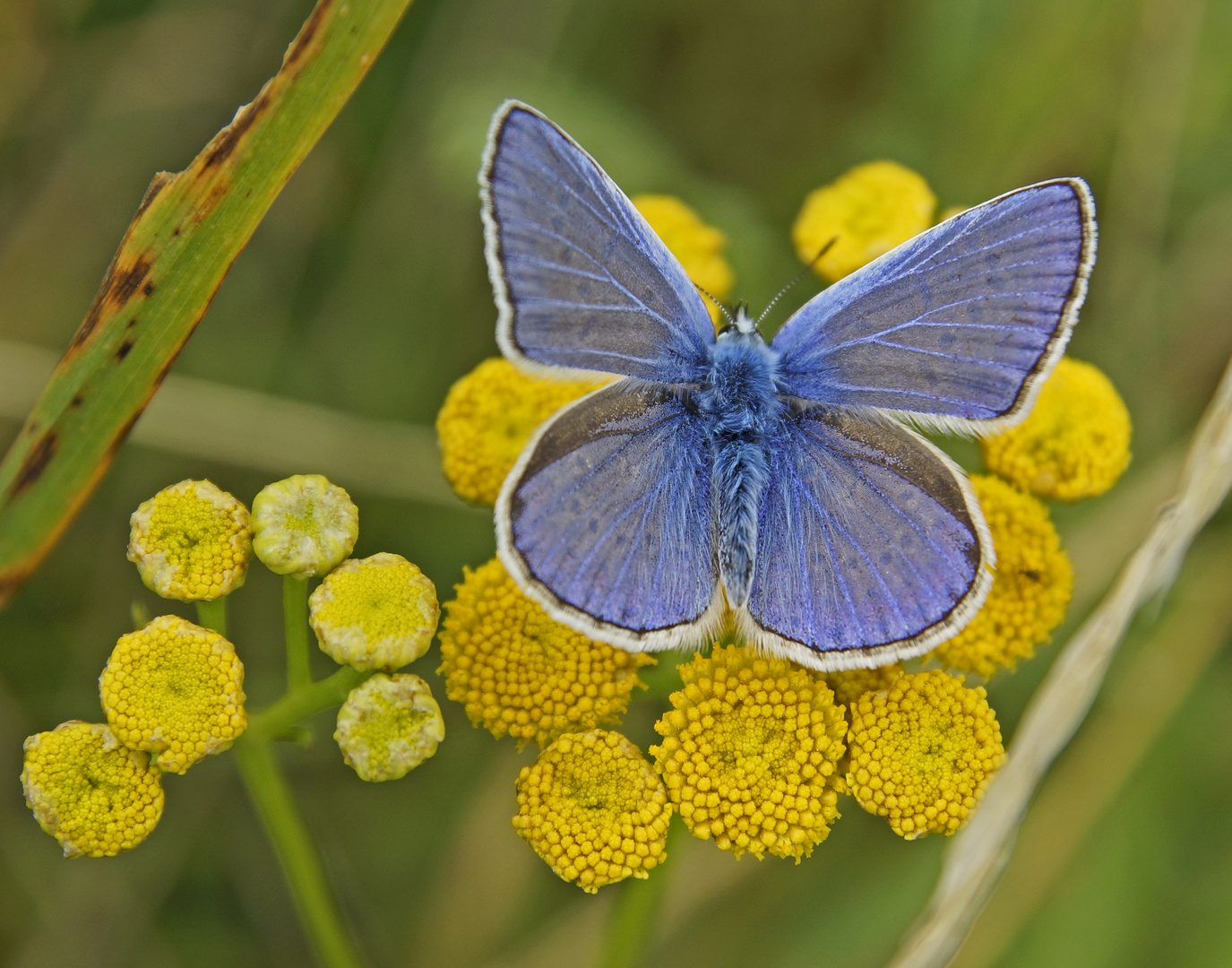 Himmelblauer Bläuling