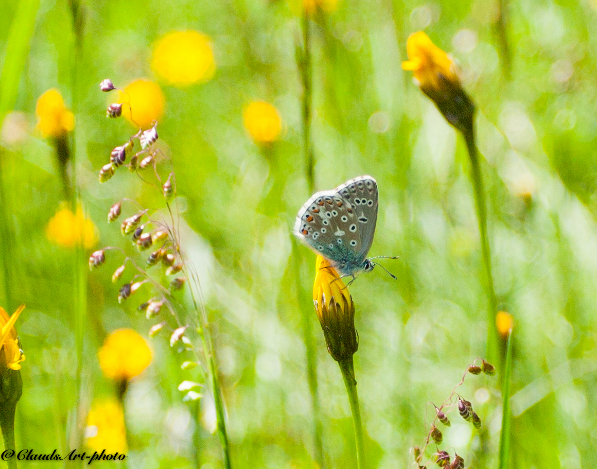 Himmelblauer Bläuling