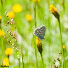 Himmelblauer Bläuling