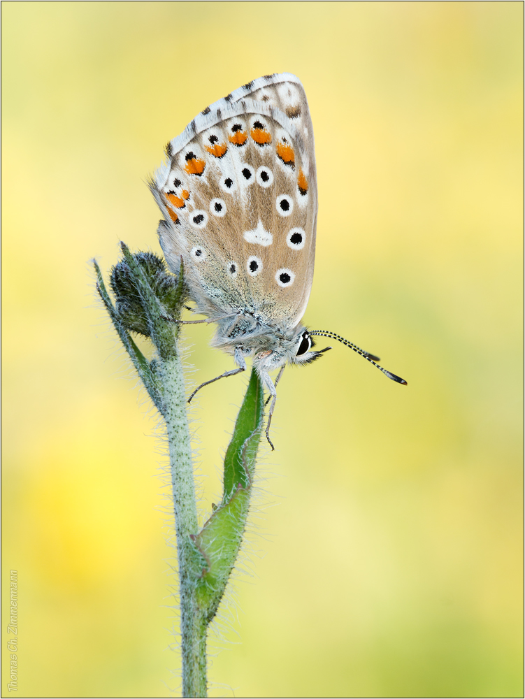 Himmelblauer Bläuling