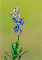 Himmelblauer-Bläuling