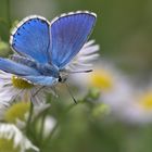 Himmelblauer Bläuling