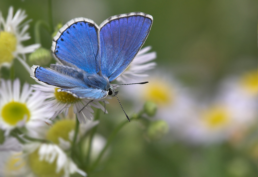 Himmelblauer Bläuling