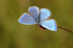 Himmelblauer Bläuling