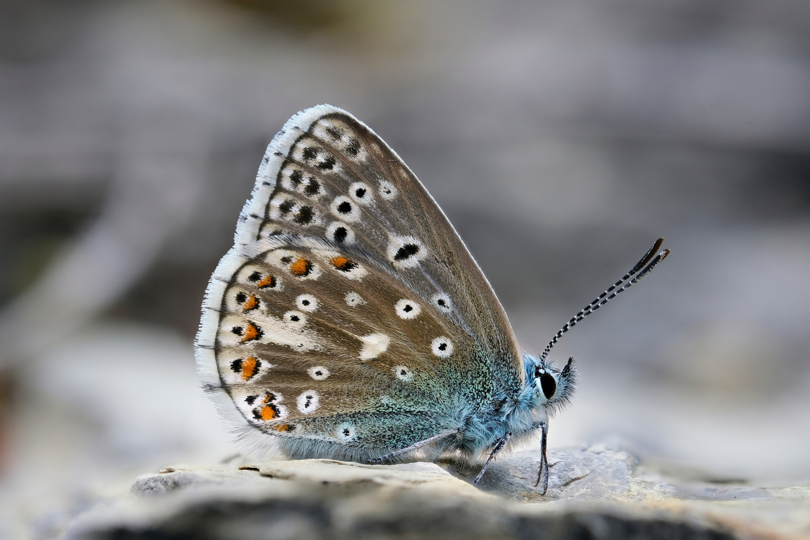 Himmelblauer Bläuling