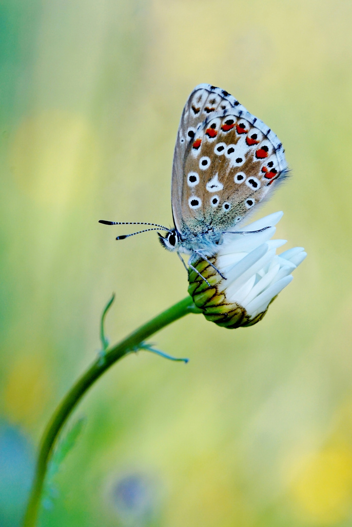 Himmelblauer Bläuling am Schlafplatz.