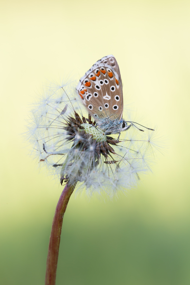 Himmelblauer Bläuling auf Löwenzahn