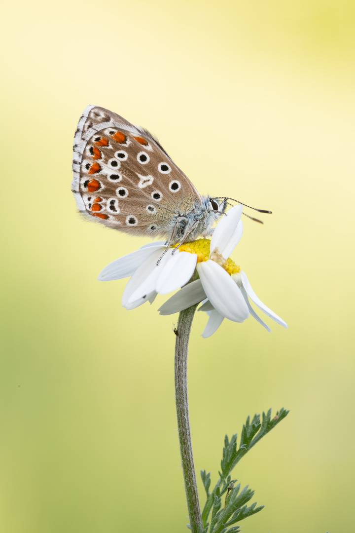 Himmelblauer Bläuling auf Margarite