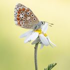 Himmelblauer Bläuling auf Margarite