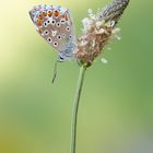 Himmelblauer Bläuling auf Mittleren Wegerich