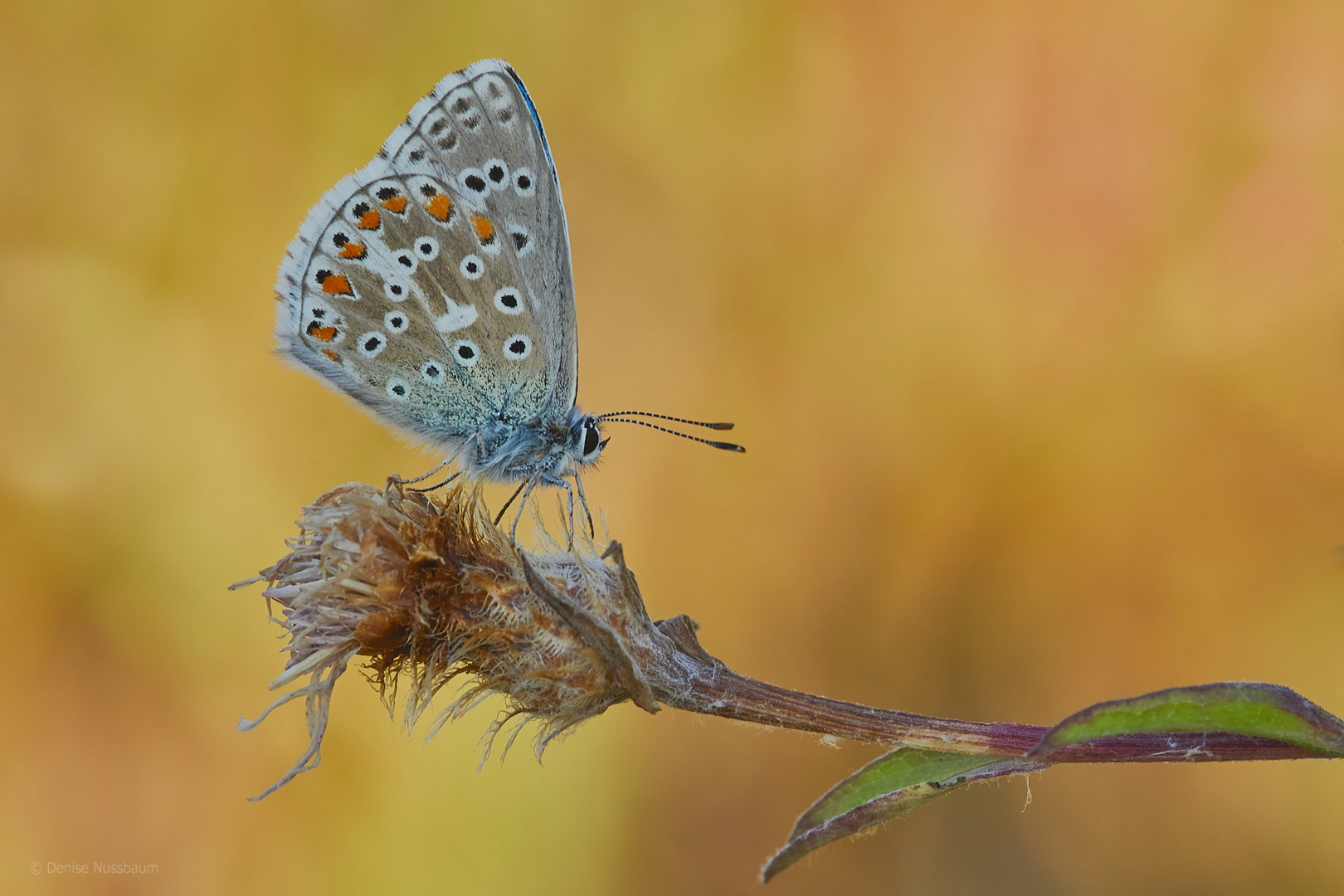 Himmelblauer Bläuling