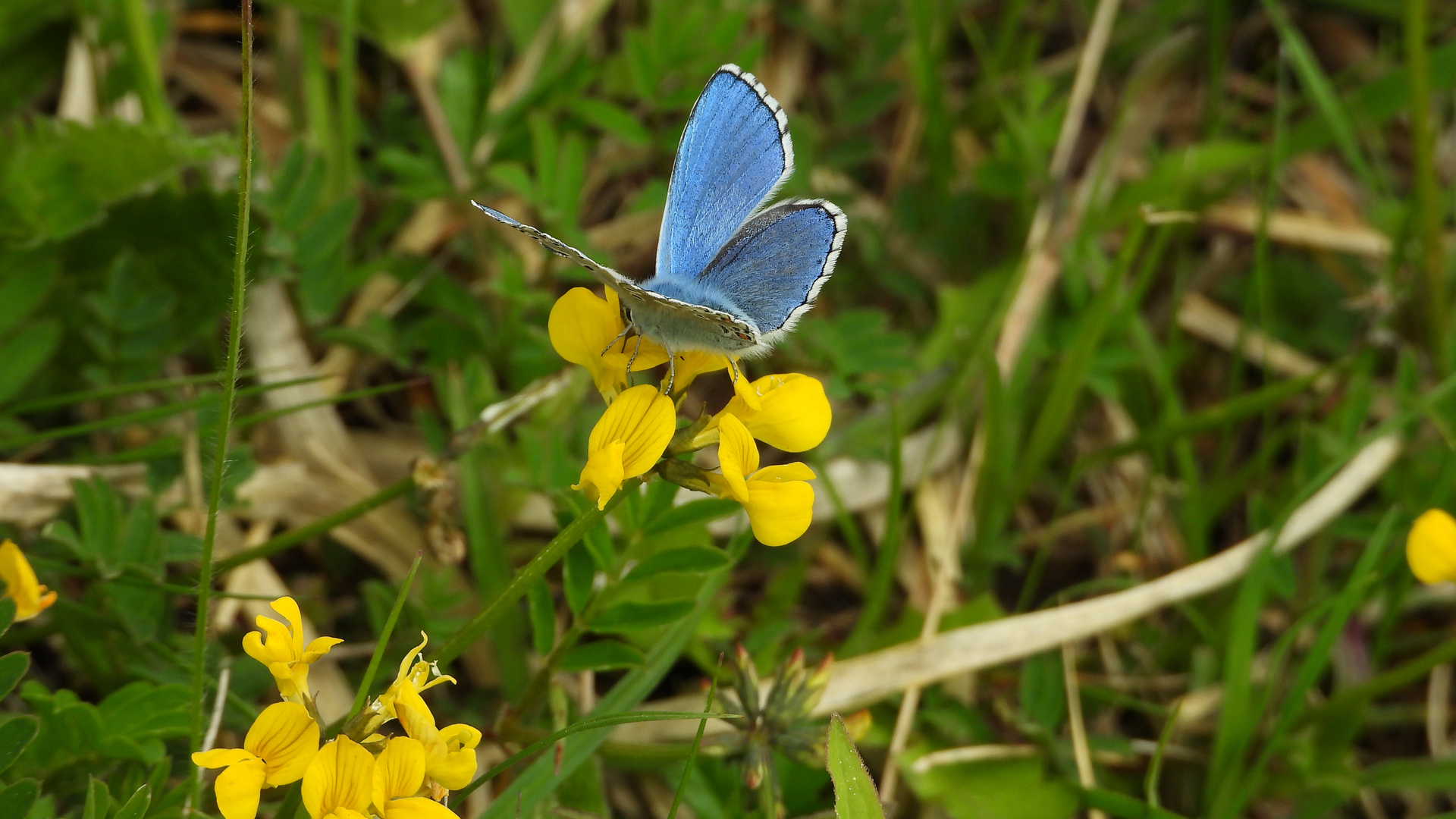 Himmelblauer Bläuling 