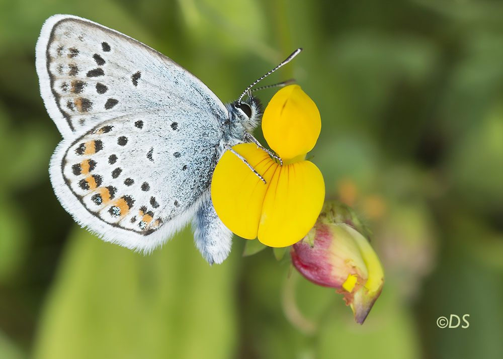 Himmelblauer Bläuling