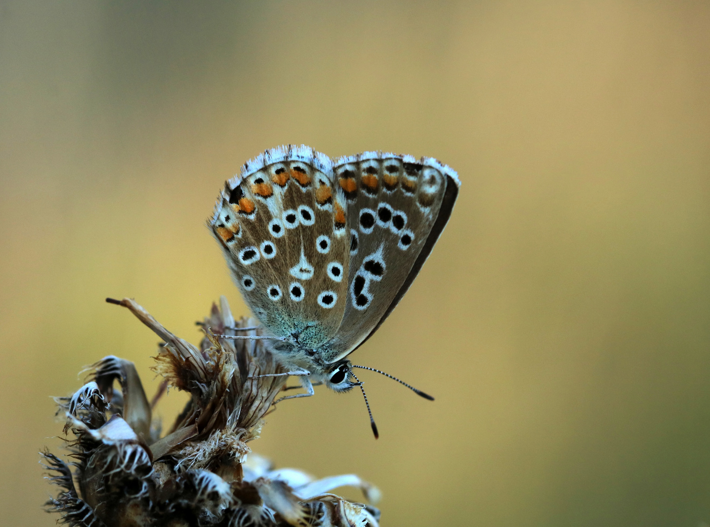 Himmelblauer Bläuling