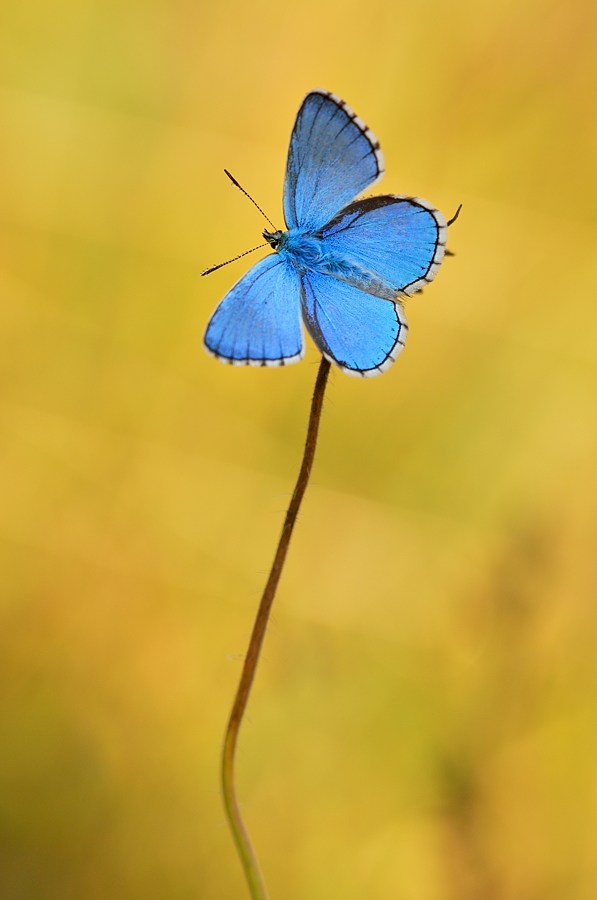 Himmelblauer Bläuling